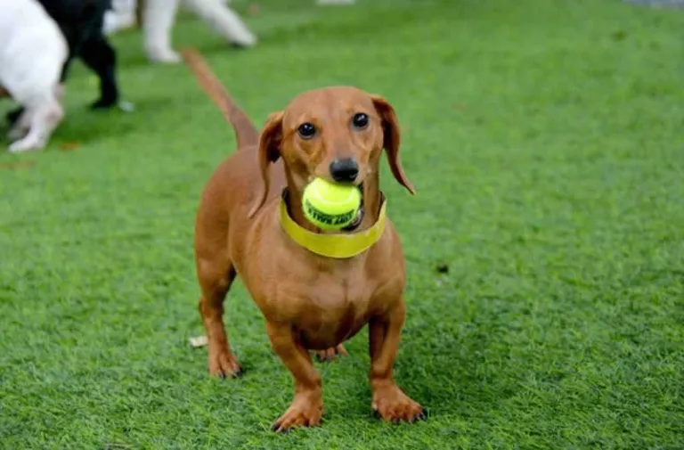 dog holding a ball