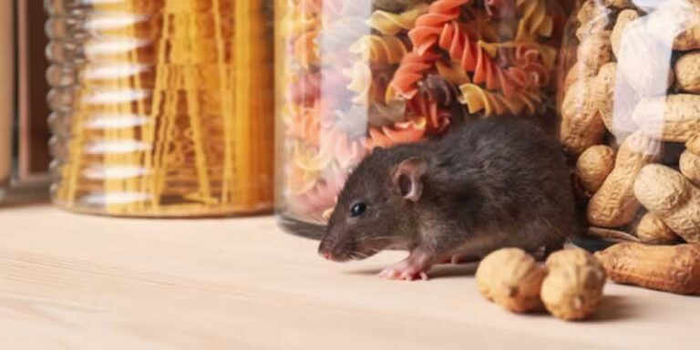 5 Signs of a Rat Infestation in Your Home