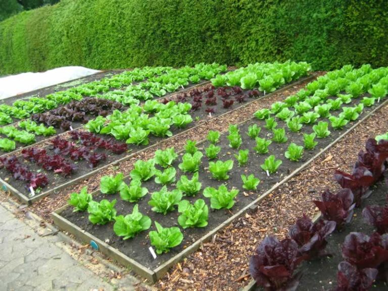 Best gardening software