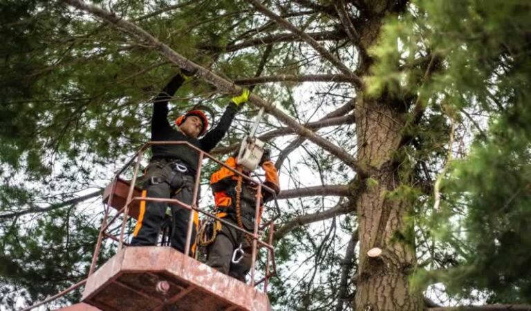 removing branches from tree
