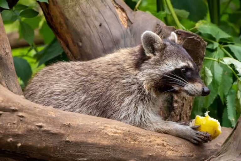 Raccoon on a tree