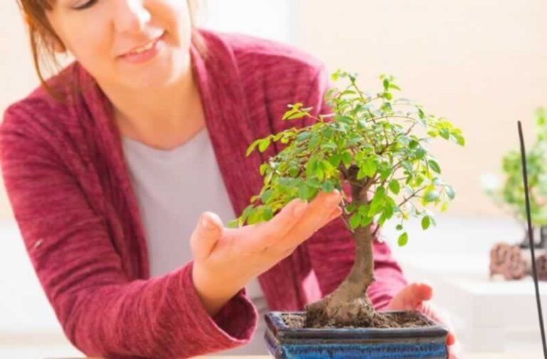 young bonsai tree