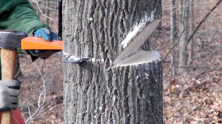 Safely Felling a Leaning Tree in the Opposite Direction