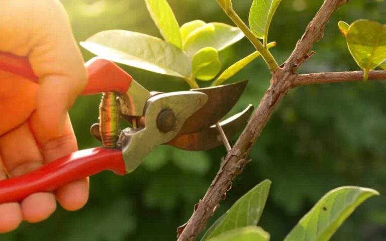trimming a lemon tree