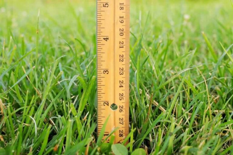 measuring lawn height with tape measure