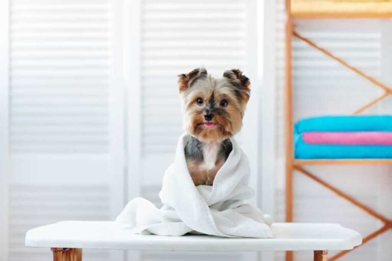 drying Yorkie after grooming