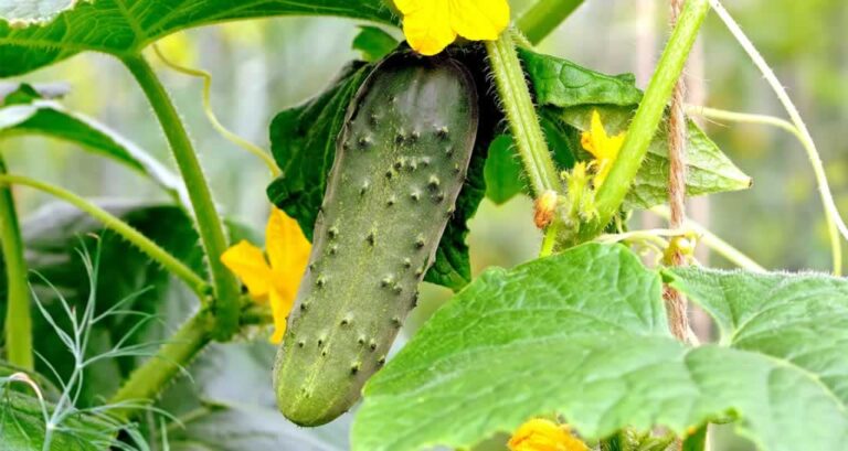 young cucumber hanging on the plant