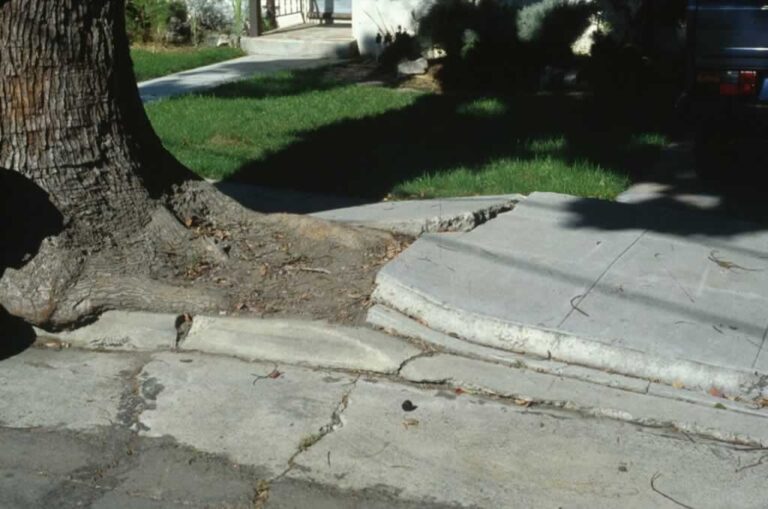 big tree raised the sidewalk