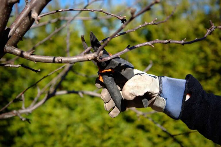 pruning a tree manually with shears