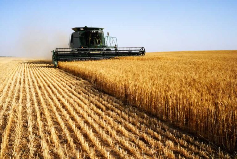 combine harvester harvesting the field