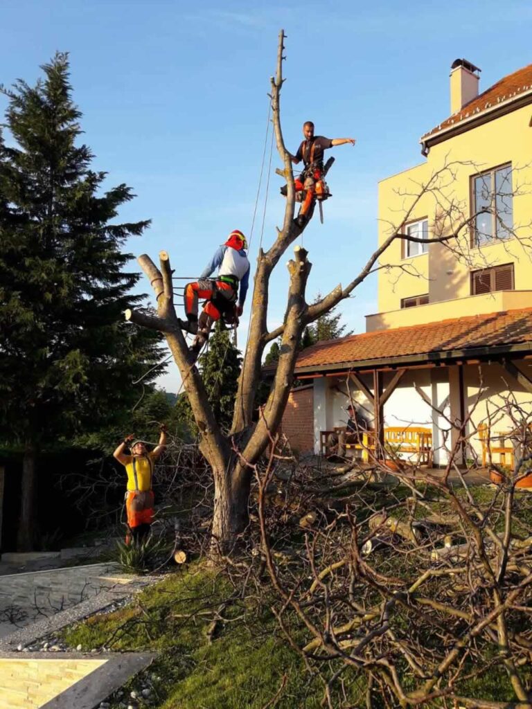 men cutting branches of tree near the house