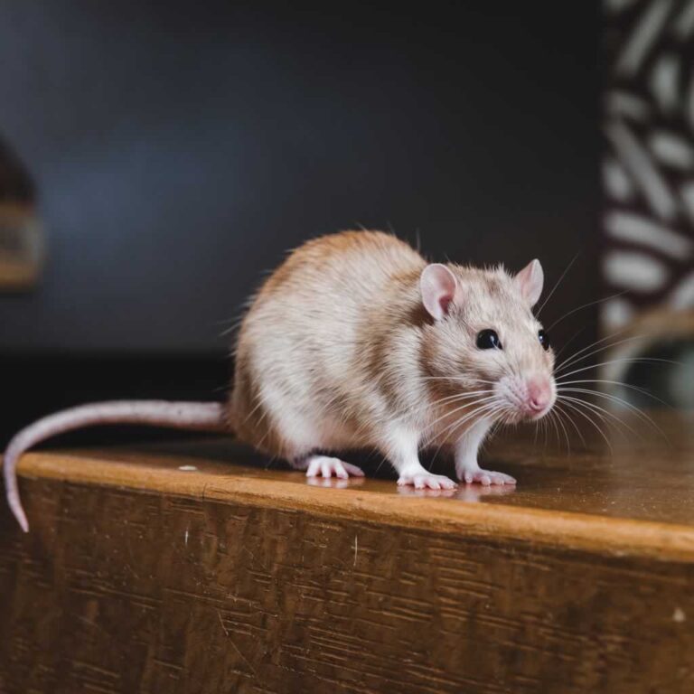 mouse in the bedroom