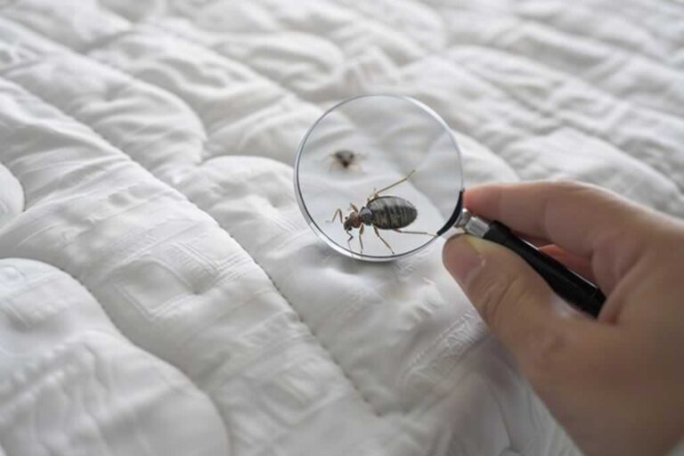 looking at bed bug with magnifying glass