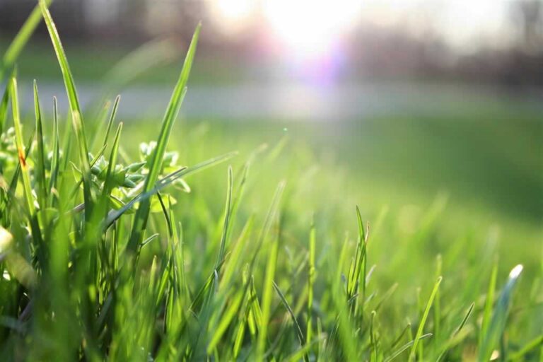 fresh green grass in the spring