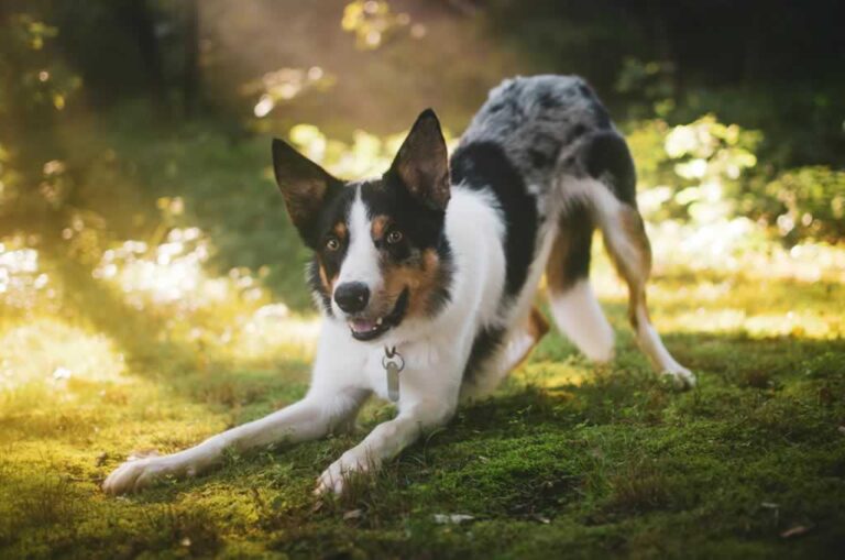 happy dog in the backyard