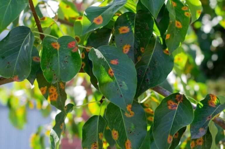brown spots on leaves