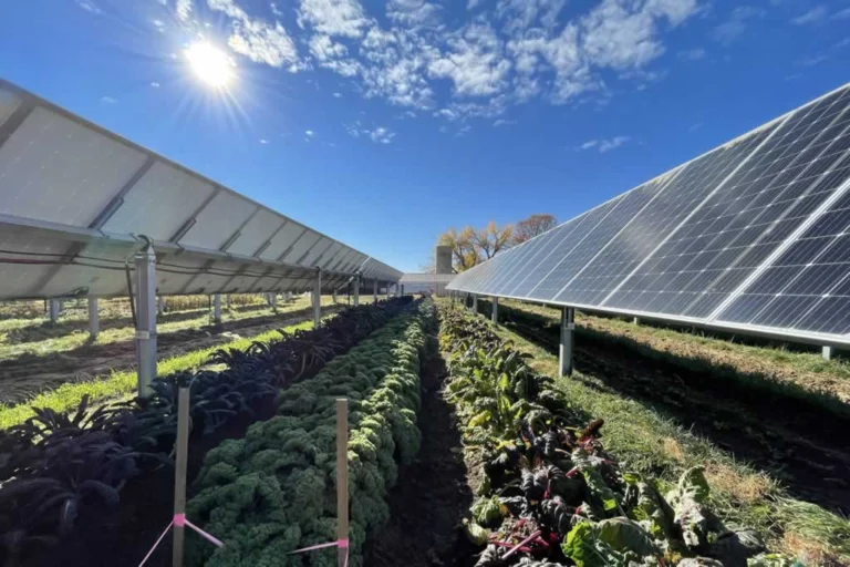 personal solar farm with vegetable garden under the panels