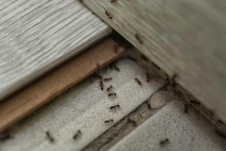 ants infestation in the spring