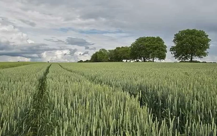 field of green wheat