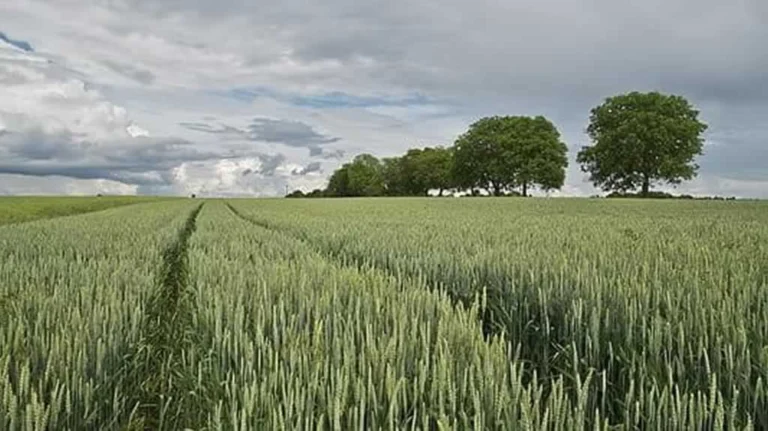 field of green wheat