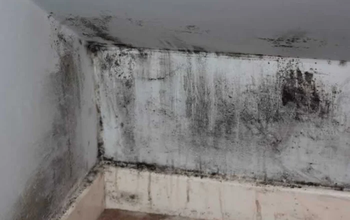 mold on the walls in the wet basement