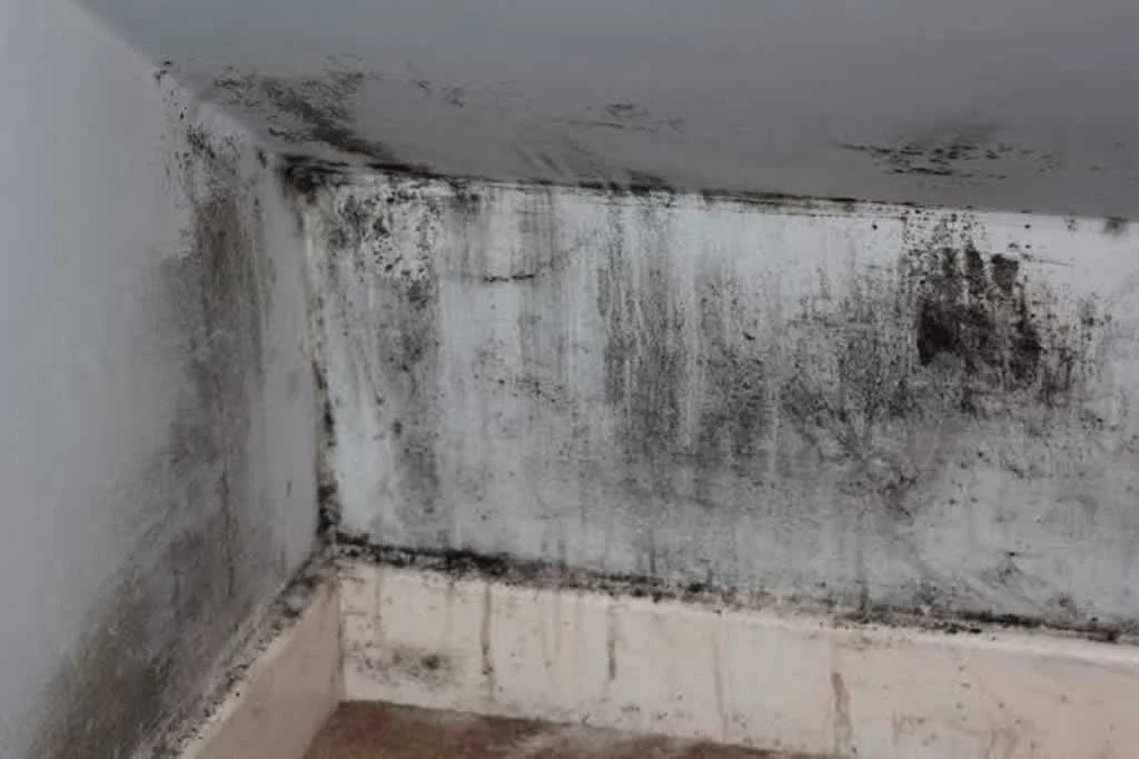 mold on the walls in the wet basement