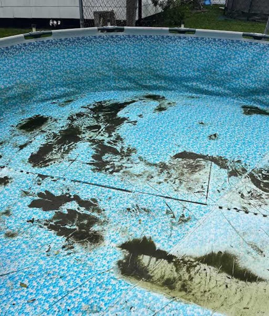 black algae residue in the swimming pool