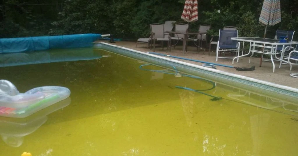 swimming pool infested with mustard algae