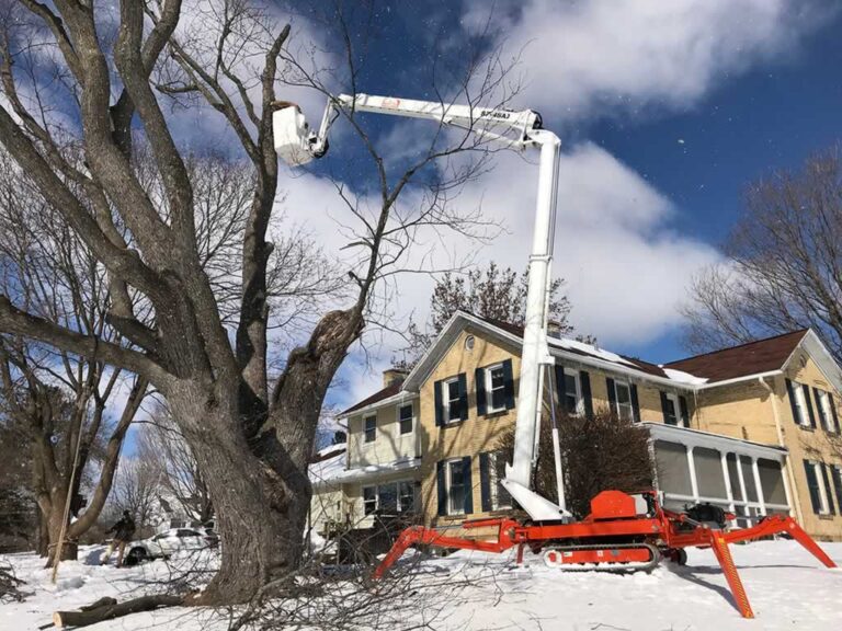 The Tree Can Come Down in Winter. What About the Shade You’ll Lose in Summer?