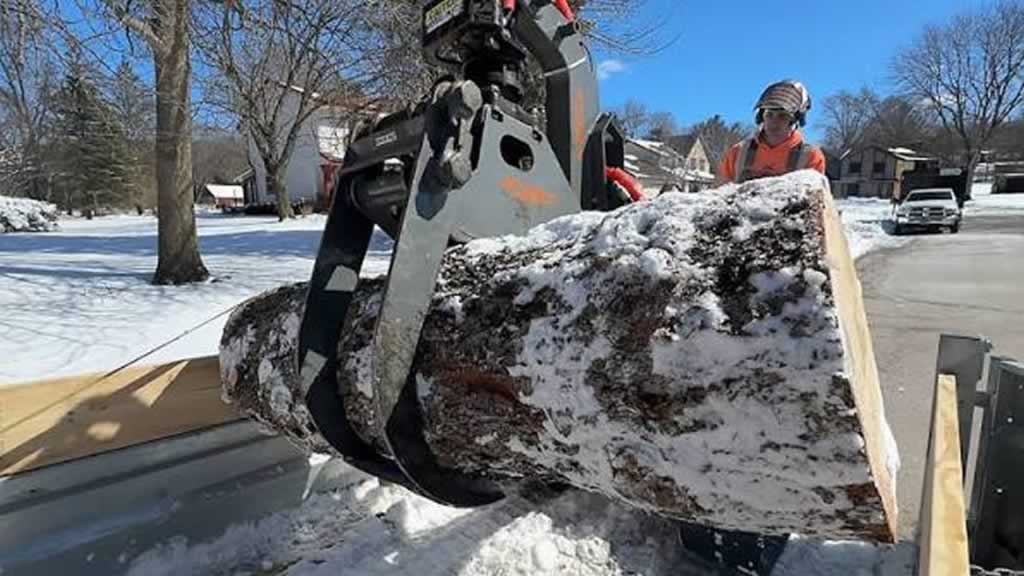 removing parts of tree trunk in the winter