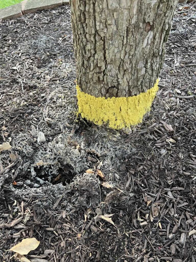 yellow mold at the base of the tree trunk
