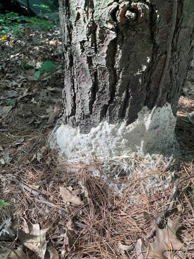 white fungi at the base of the tree trunk