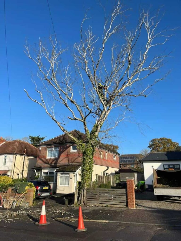 Your Contractor Never Touched the Tree. So Why Is It Struggling After the Remodel?
